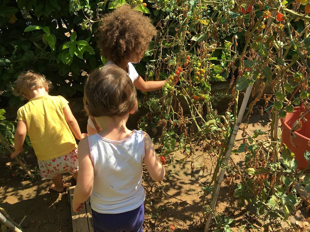 i bambini mentre raccolgo i pomodori nell'orto in giardino